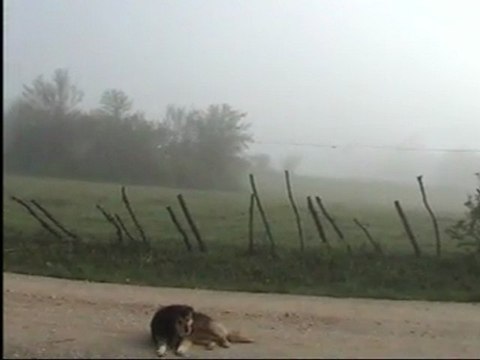 yar hesreti çeke çeke