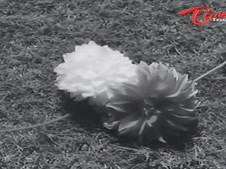 Mangalya Balam Songs - Vaadina Poole - ANR - Savithri