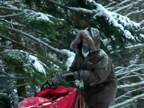 Raid des 3 provinces ! Chiens de traîneau, sled dog