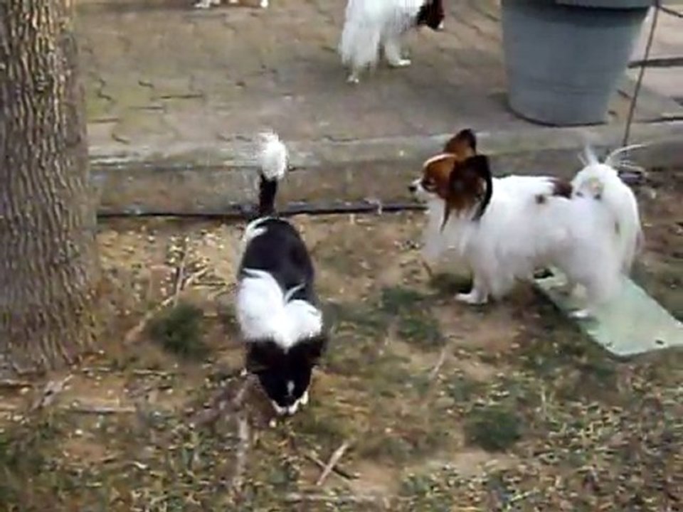 mes papillios