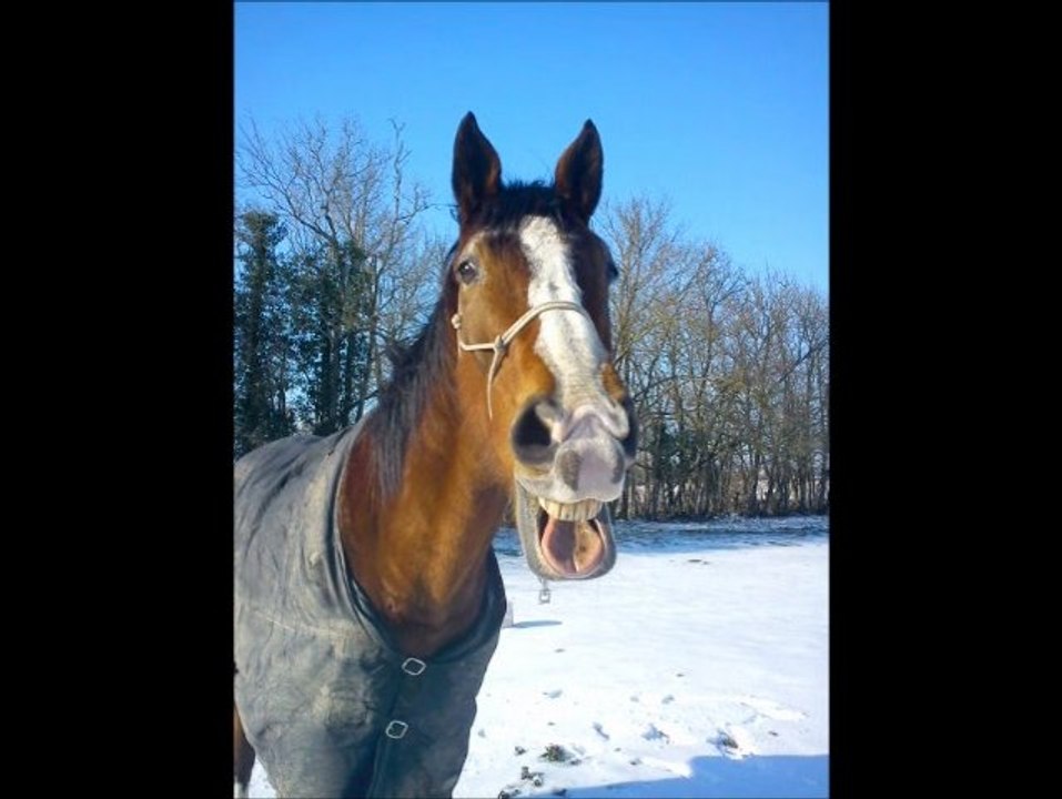 Hivers 2011/2012 Grimace !
