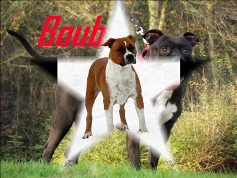 Passion Amstaff Nord-Pas-de-Calais  Picardie