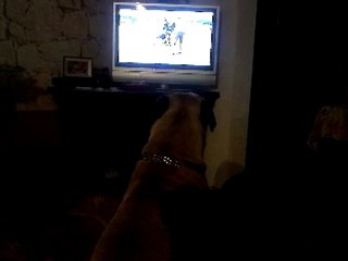 animaux et télé: Ring à la télé vu par le chien!
