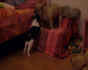 11 février 2012 Emeraude et les chiots