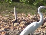 Gull pond of west end Anguilla  video 2