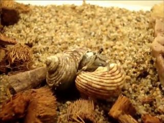 Pagou LE FILM - Changement de coquille  -  12/2011