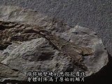 鰭甲魚 Pteraspis - Ordovizium 488-444 MA