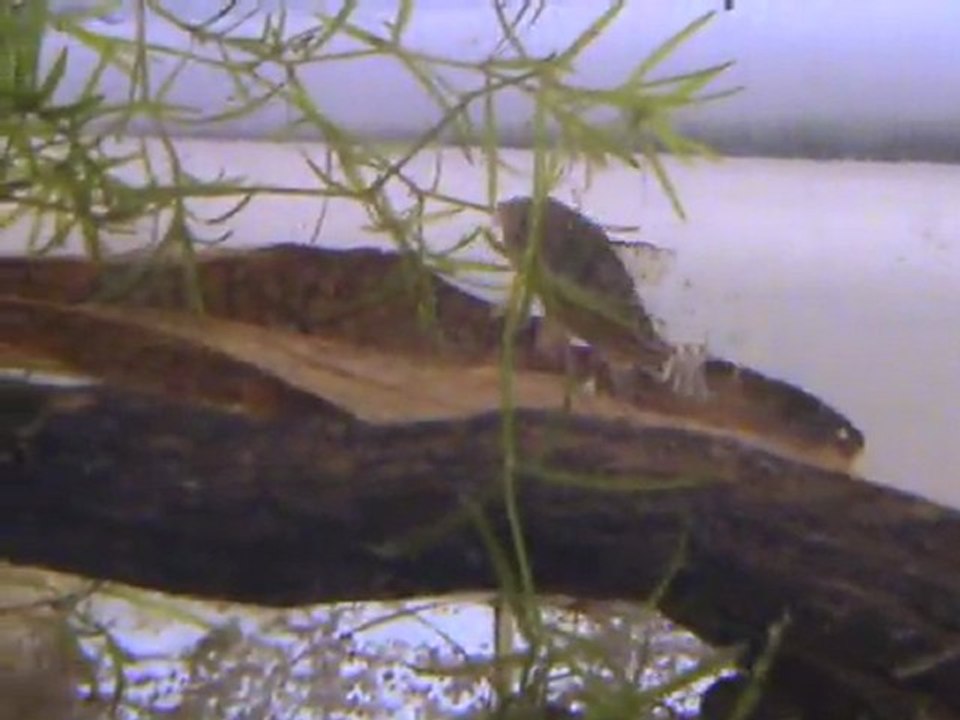 reproduction corydoras sterbai