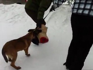 K'rippe, first bite traning session