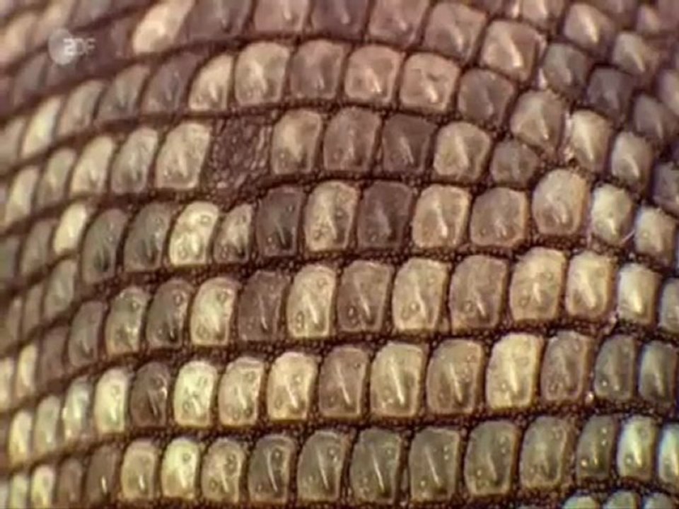 Evolution II Landgänger 4 5 Doku