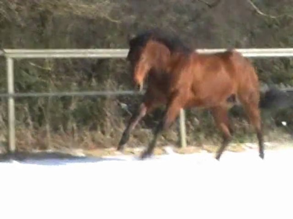 Smarty carriere 02-2012