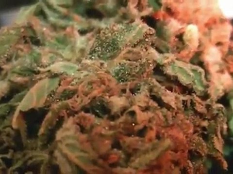 Cannafest 2011 Czech Buds Paradise Seeds