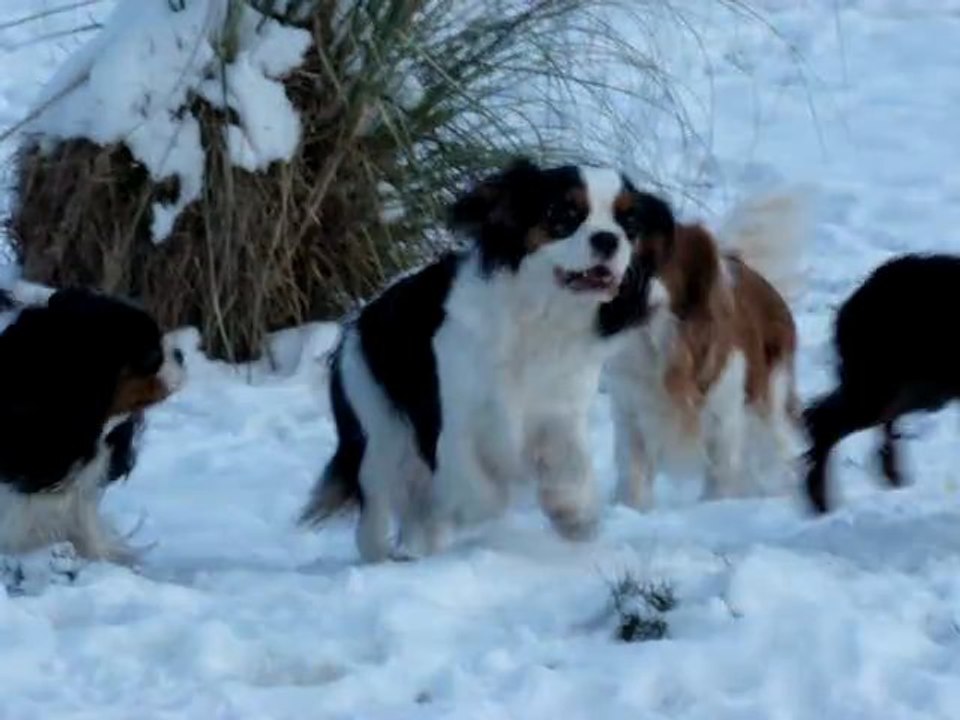 Cavaliers de Luline Hiver 2012