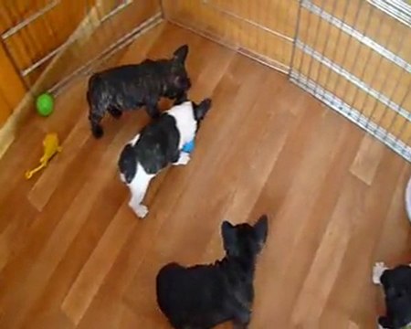 12 février 2012 Chiots d'Emeraude et Vicking