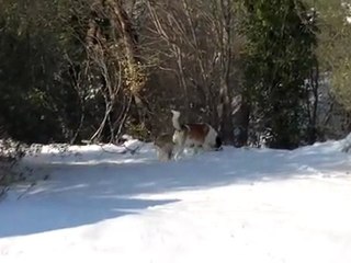 San Bernardo sotto la neve