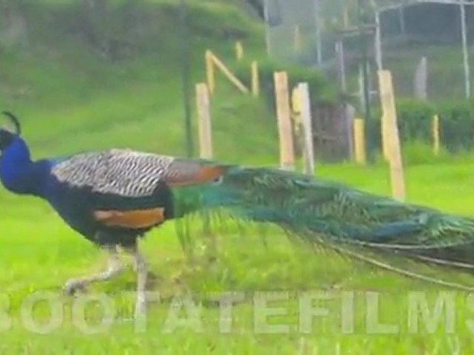 Bootatefilms Presents Ecuador Wild