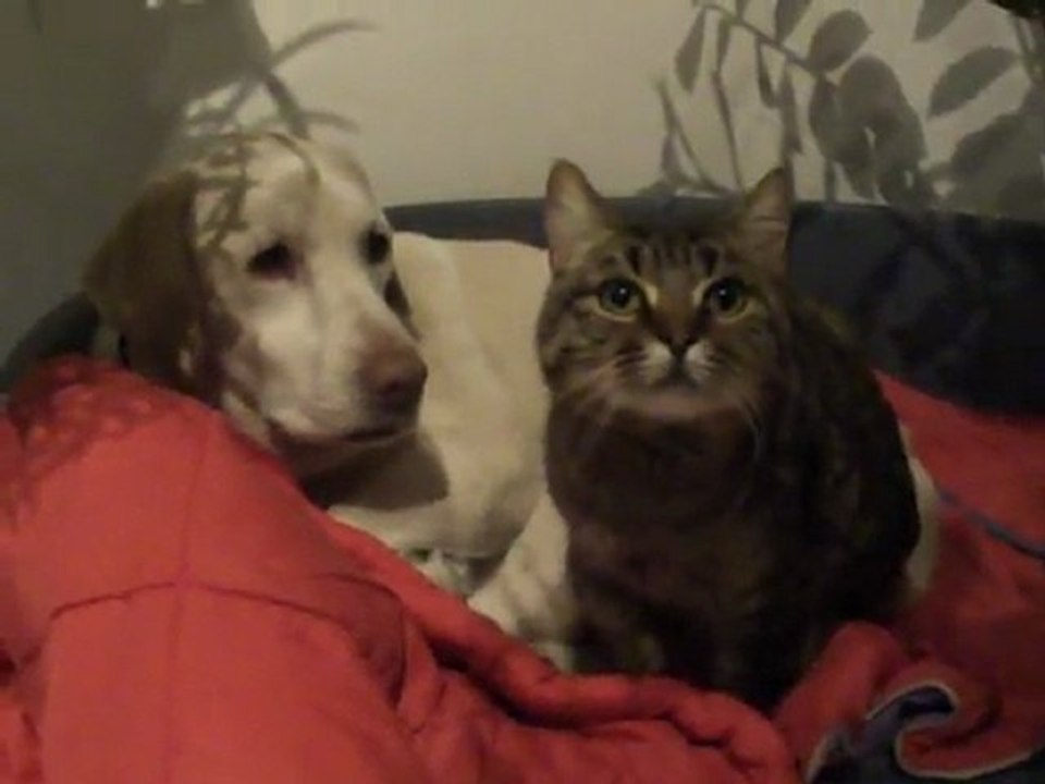 chien chat II