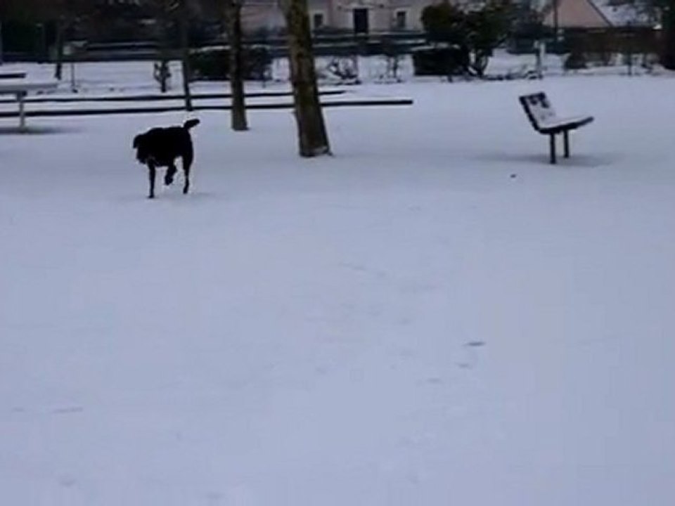 Neeko dans la neige