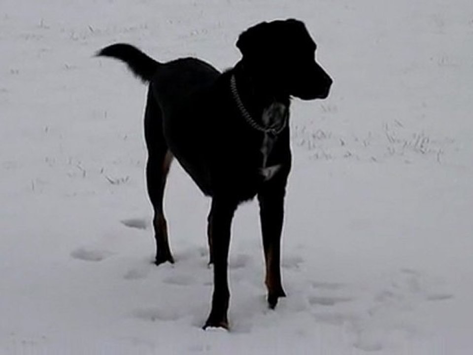 Neeko mange la neige