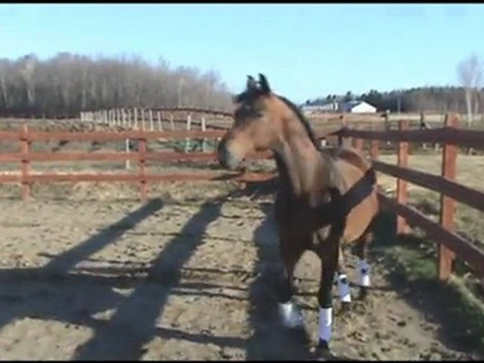 Heza's liberty video