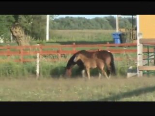Falko K (Half-Andalusian/ Azteca colt, Bravario x Heza)