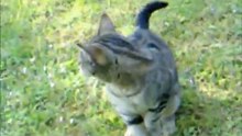 Alltag einer Katze Teil 1