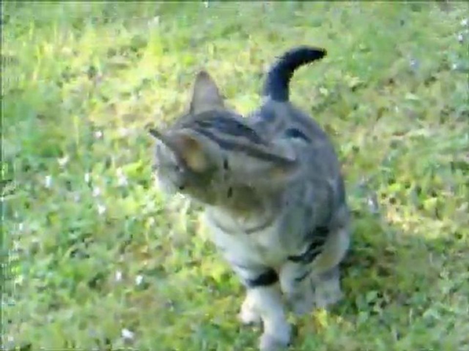 Alltag einer Katze Teil 1