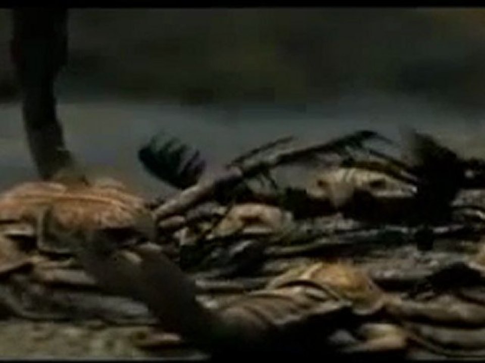 Vor 450 Millionen Jahren, Riesen-Endoceraten, Kopffüßer, Seeskorpione 2