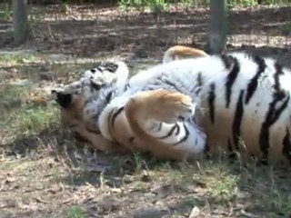 NEVER TRUST A TIGER - Working with big cats #1