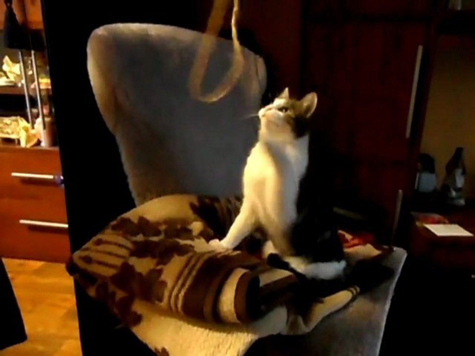 Rubi le chat