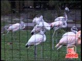 Napoli - La Procura riapre l'inchiesta sullo Zoo di Fuorigrotta (14.02.12)