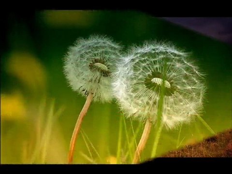 Yıldırım GÜRSES GÜLLER AĞLASIN