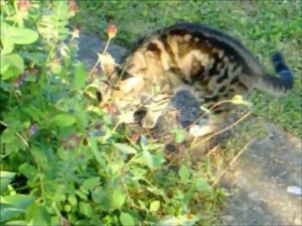 Alltag einer Katze Teil 2