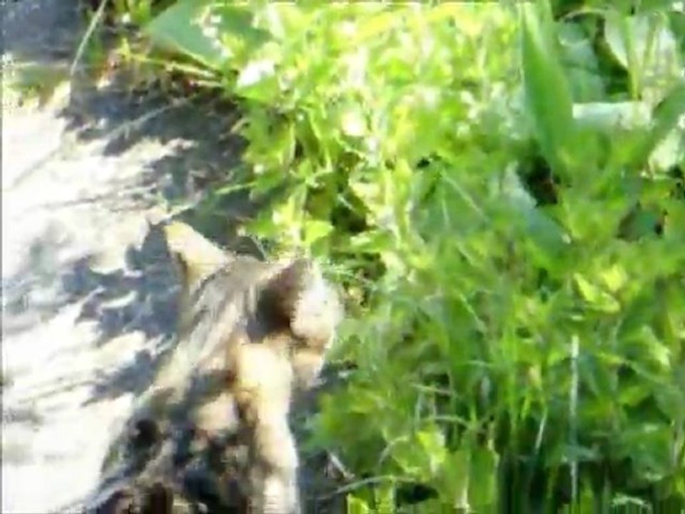 Alltag einer Katze Teil 3