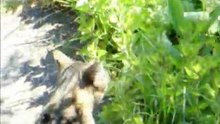 Alltag einer Katze Teil 3