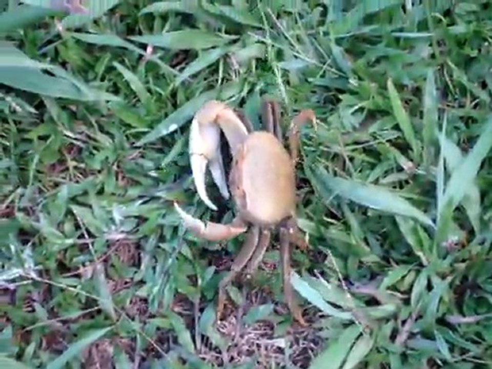Locomotion du crabe