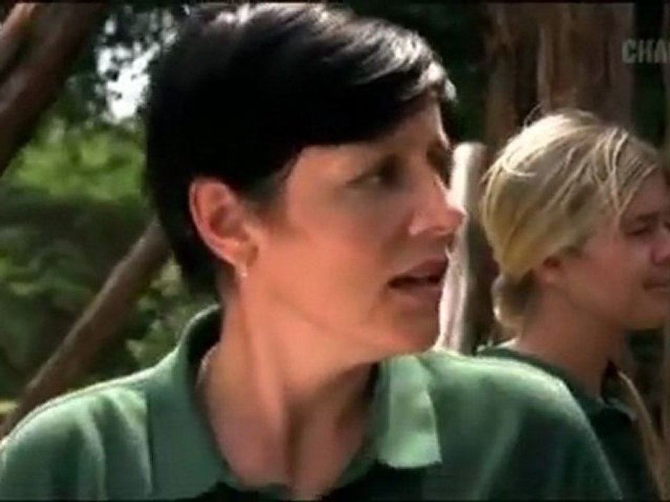 vor 300 Mio Jahren, spätes Karbon - Riesen Insekten _Teil 3 von 4