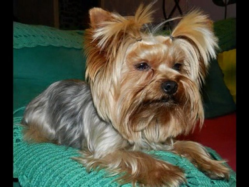 3 ans déjà qu'ils me sont fidèles :)  !!!   Végas et Daisy