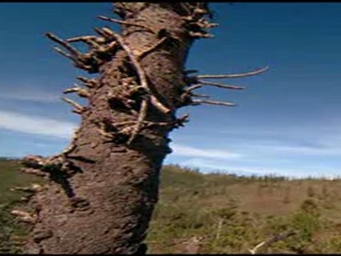 Vor 220 Mio.Jahren - Trias - Im Reich der Giganten-E01-Frisches Blut