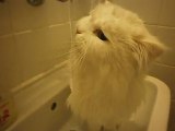 My cat  drinks water ♥ ( lucky)