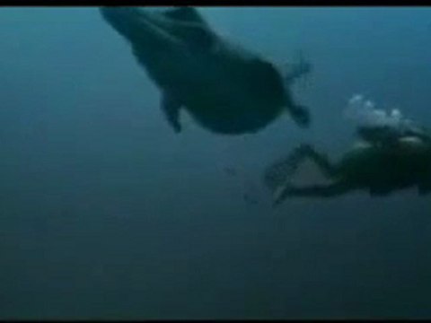 vor 155 Millionen Jahren -Jura - Liopleurodon -Monster der Tiefe - Teil 7 von 9