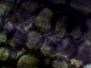 orifice de réspiration cellule chlorophile