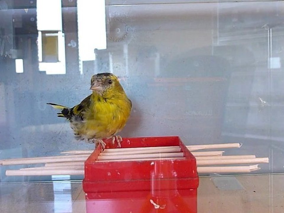 Expérimentation sur un tarin des aulnes