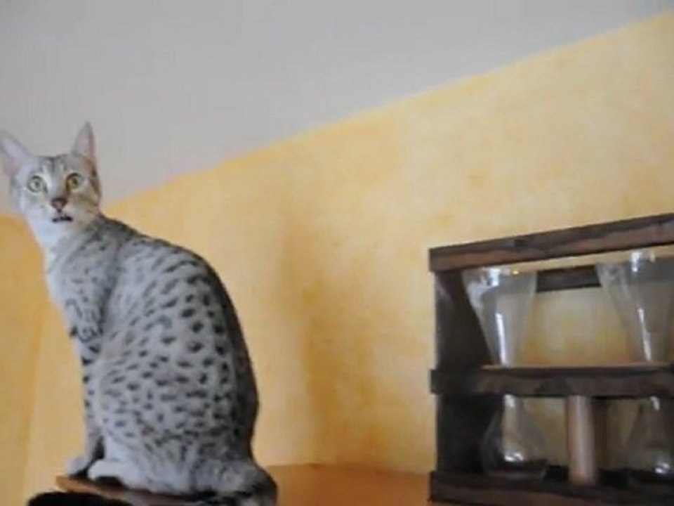 Chouchou et Pupuce