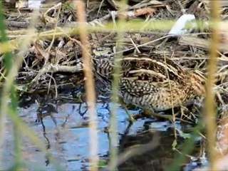 Les bécassines de la Boire à la Chartre sur le Loir