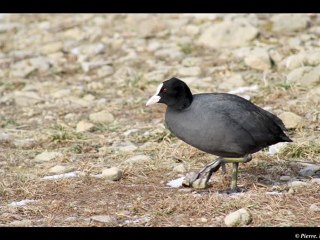 canard et poules d'eau