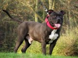 PASSION AMSTAFF NORD PAS DE CALAIS PICARDIE