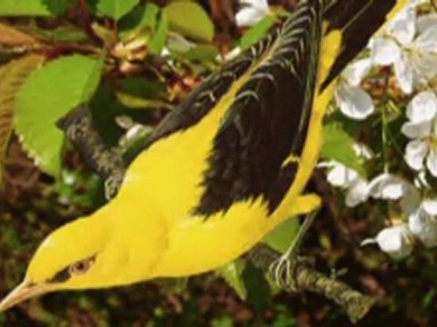 Ne feryad edersin divane bülbül- SİYAHAL