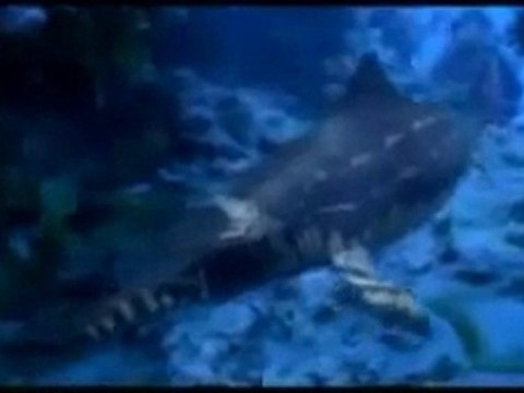 Vor 149 Millionen Jahren -Jura - Im Reich der Giganten 03 - Eine grausame See