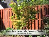Coral-Bark-Sango-Kaku-Japanese-Maple